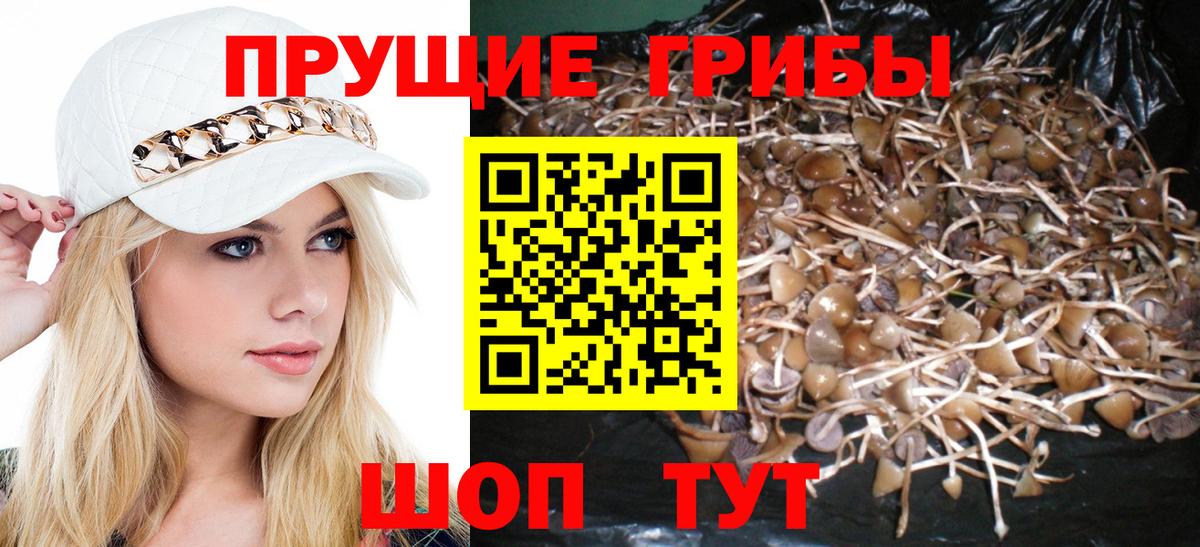 Галлюциногенные грибы Cubensis Миасс